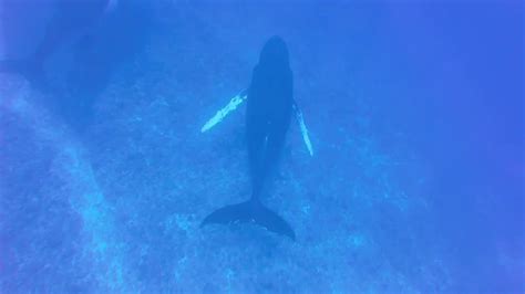 Singing Humpback Whale Megaptera Novaeangliae Vavaʻu Youtube