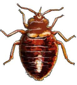 The most common species is the cimex lectularius, which prefers the blood of humans, but it will also feed on other ants also carry disease organisms and foul food stuffs. Do Mice Carry Bed Bugs: Can a Mouse or Rat Carry Bed Bugs?