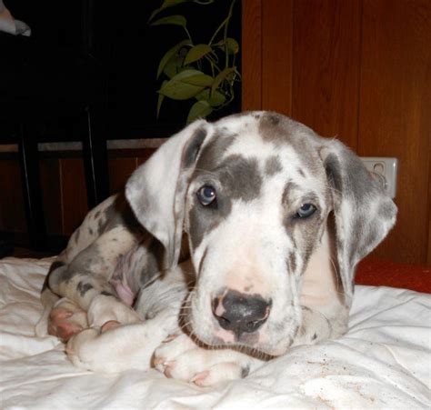 For Sale Registered Blue Harlequin Great Dane Puppy