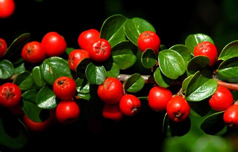 As an attractive ornamental plant with shiny dark green leaves, there are now over 400 species for the gardener, from small dwarf size that grow 30 to 60 cm (1 to 2 feet), to extremely large 21 m (70 foot) tall varieties. 10 Best Ground Covers for Full Sun