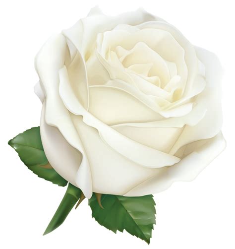 White Rose Png High Quality Image Png Arts