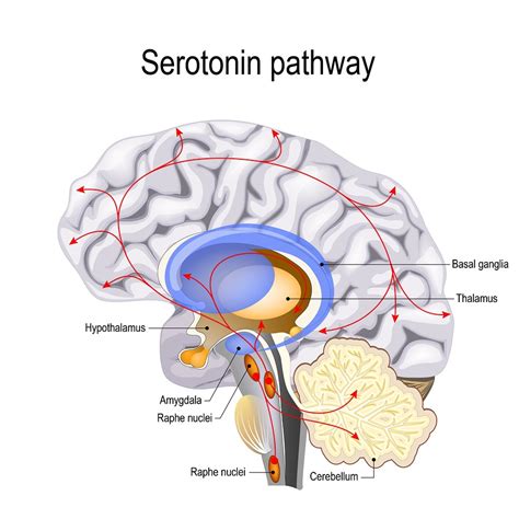 A study in the journal of plant. Breaking Smart Phone Addiction: Raising Serotonin in the Brain