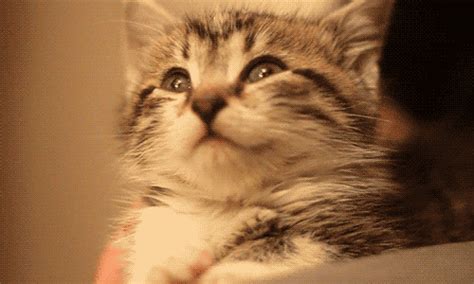 Cute Kitten Animated Gif Wifflegif Images