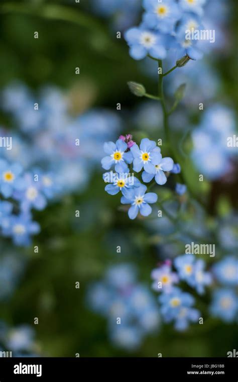Blue Forget Me Not Flowers Stock Photo Alamy