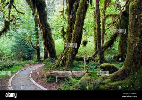 Hoh Rainforest Olympic National Park Near Forks Washington Usa