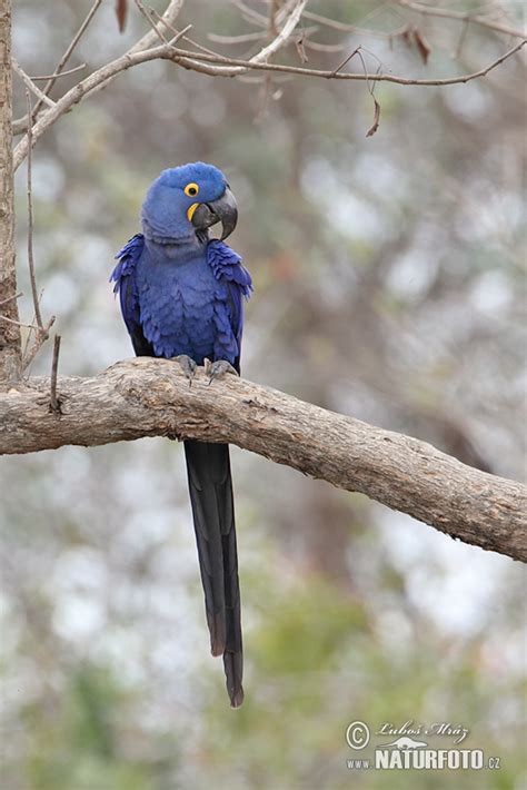 Hyacinth Macaw Photos Hyacinth Macaw Images Nature Wildlife Pictures