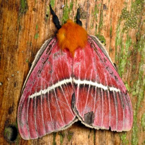 Saturniid Moth Pseudodirphia Menander Andreas Kay Flickr