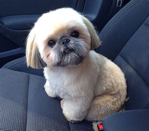 Pin By Amy Shimola On Shih Tzu Hairstyle And Haircut Shih Tzu Puppy