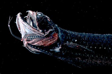 15 Weirdest Deep Sea Creature Amazing Beautiful World Page 9