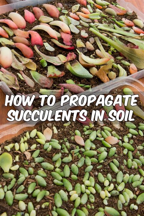 Best way to get the sticky bits out of your skin). How to Propagate Succulents From Cuttings and Offsets