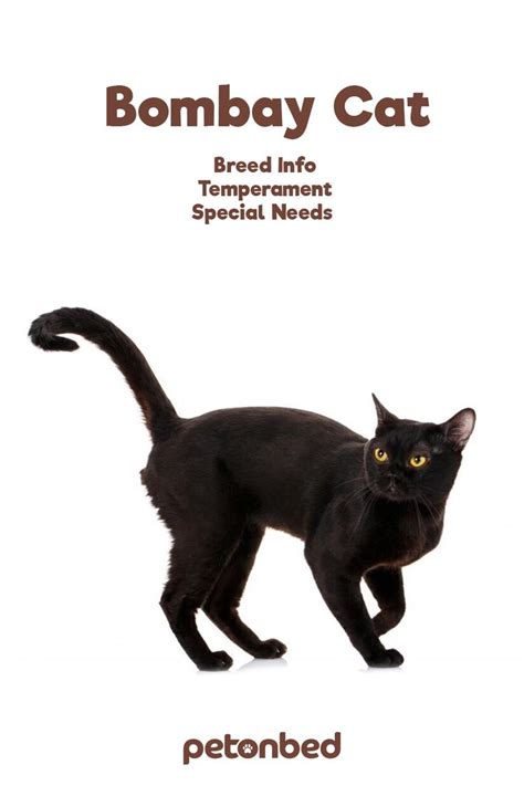 Bombay Cat Facts And Breed Information Bombay Cat Cat Breeds Cat Facts