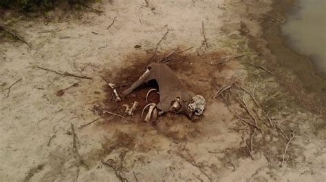 Botswana Elephant Poaching No Hoax Bbc News