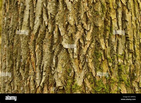 Bark Of A Linden Tree Stock Photo Alamy