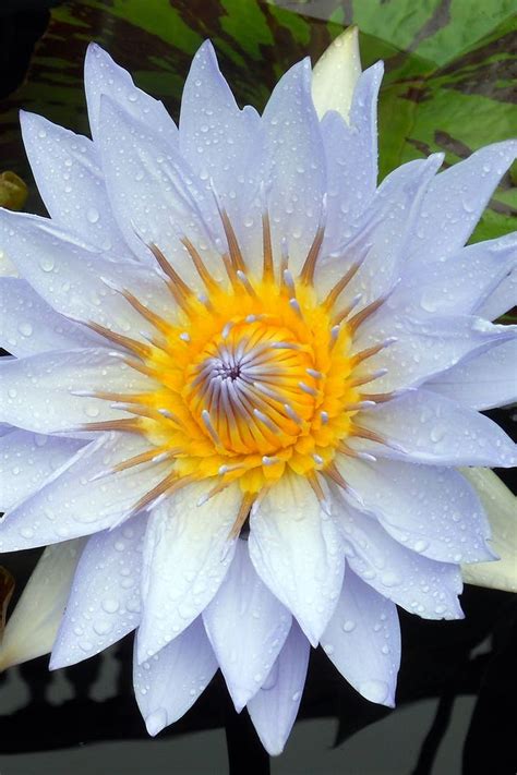 Close Up Photo Of Blue Water Lily Flower In Bloom Organic Gardening