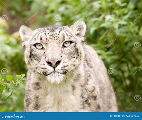 Snow Leopard Close Up Stock Photo Image Of Wildlife 10403840