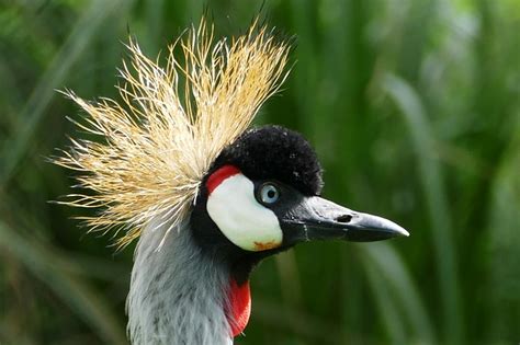 Birds With Hair The Garden And Patio Home Guide