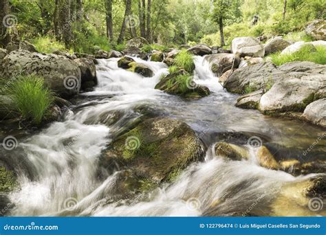 Water Running Down One River Rapids With Stones Stock Photo Image Of
