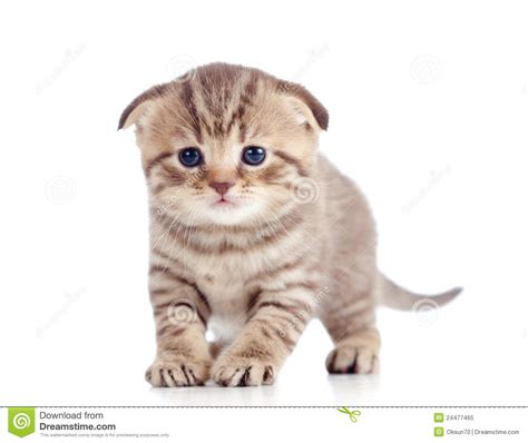 Funny Baby Fold Scottish Kitten Royalty Free Stock Photo