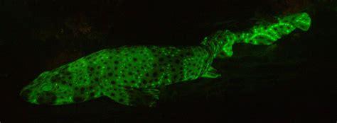 In Photos Glow In The Dark Sharks Live Science