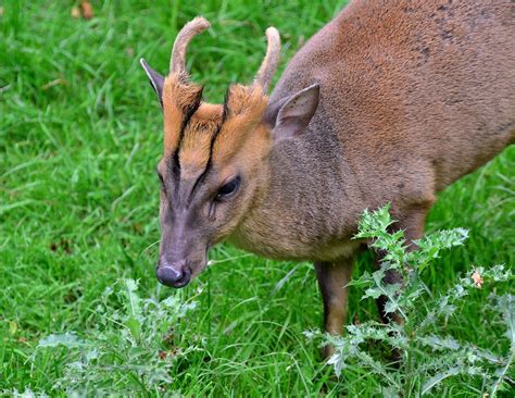 Muntjac Deer 2 British Wildlife Photo All Rights Reserve One