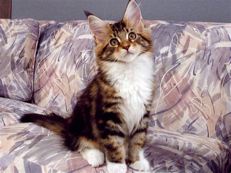 We hope you enjoy your visit with us. Ohio Maine Coon Cats | Kittens | Angtini Maine Coon Cattery