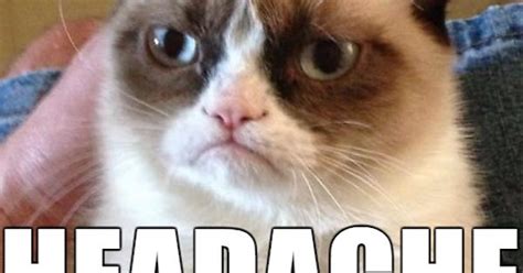 Grumpy Cat Haz Headache Meme On Imgur
