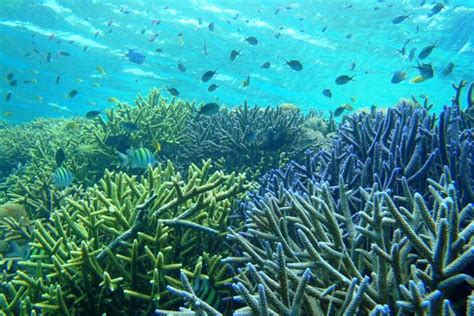 Excursión de un día para hacer snorkel en Gili Kondo Gili Kapal y Gili