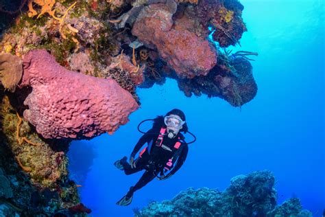Frequent Diver Passes Dive Paradise