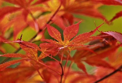 Maple Japanese Leaves Free Photo On Pixabay Pixabay