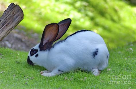The checkered giant is a breed of domestic rabbit that originated in france (géant papillon in french). Checkered Giant Rabbit Photograph by Michelle Meenawong