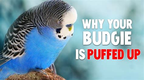 5 Reasons Why Your Budgie Is Puffed Up Youtube