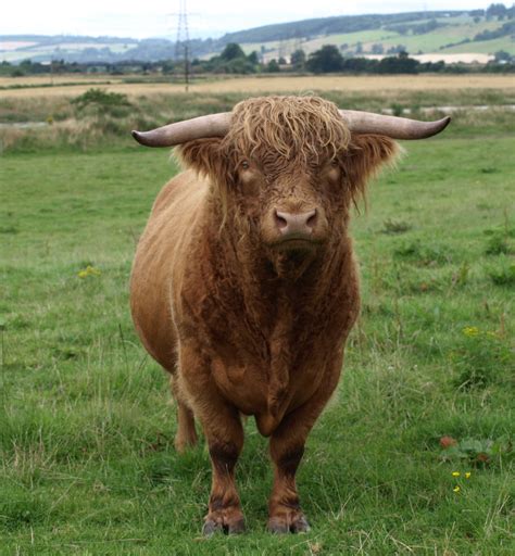 Filehighland Cattle Bull Wikimedia Commons