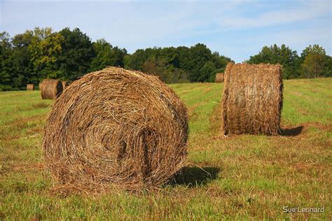 Round Hay Bales By Sue Leonard Redbubble
