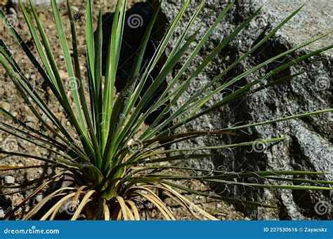 Long Sharp Leaves Of Young Plant Yucca Harrimaniae Also Called Spanish