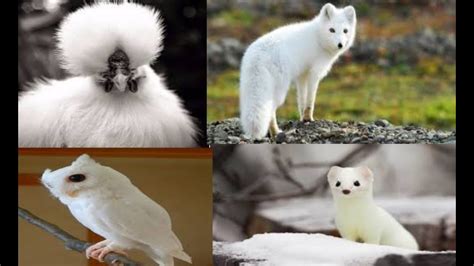 Top 10 Most Beautiful White Animals In The World Youtube