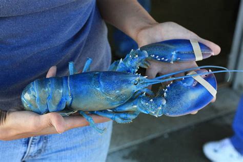 Blue Lobster The Rare Crustacean Thats One In 2 Million