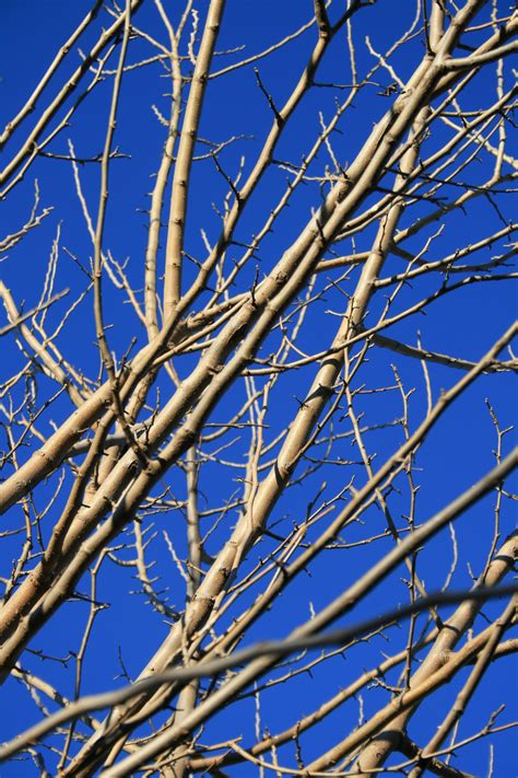 Bare Twigs And Branches Free Stock Photo Public Domain Pictures