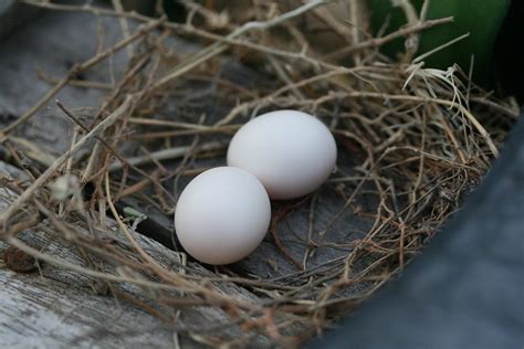 Eggs Hatched By Zebra Dove Flickr Photo Sharing