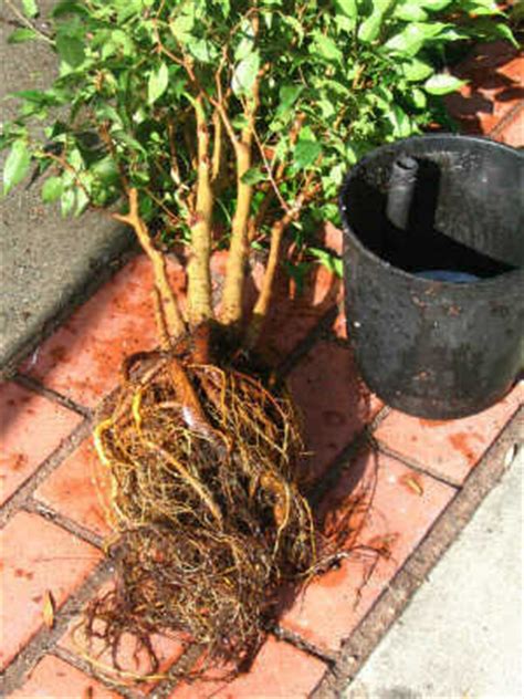 Improving the fig's root system. Inside Urban Green: Ficus benjamina