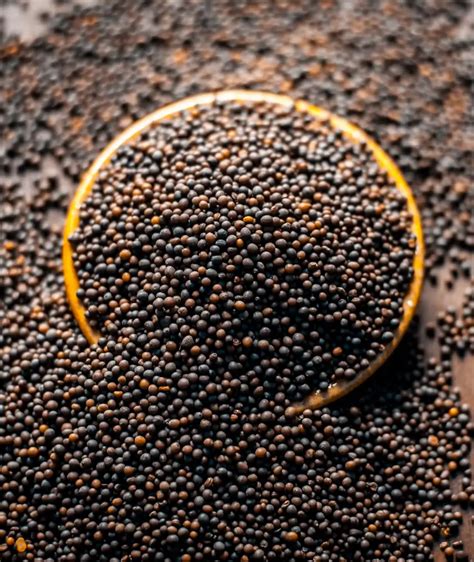 Mustard Seed Indian Spices And Masala Manufacturers Bulk Whole Spices