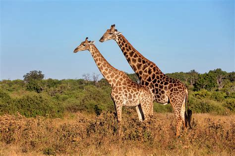 South African Giraffe Mating In Chobe Botswana Safari Photograph By