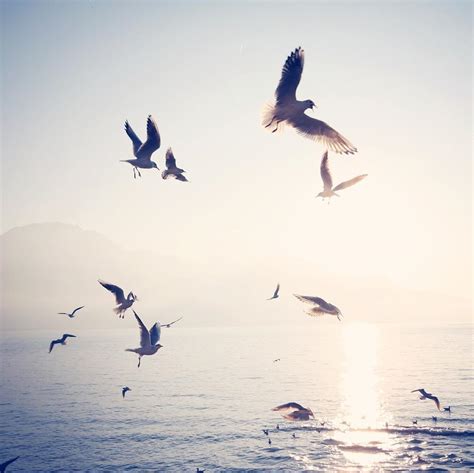 Flock Of Birds Flying Over Sea On Sunny Photograph By Toni Barth