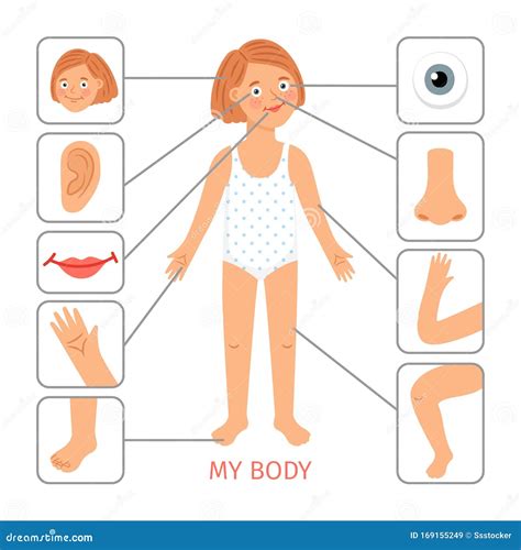 Girl Body Parts Preschool Female Child Body Parts Cartoon Vector