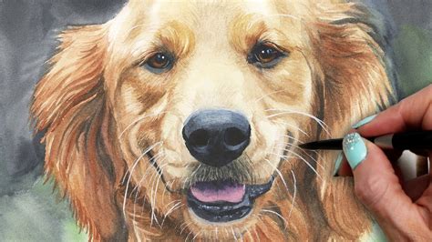 How To Paint A Golden Retriever Pet Portrait In Watercolor Tutorial