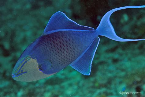Pictures Of Triggerfish Clashing Pride