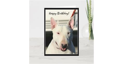 Happy Birthday Bull Terrier Greeting Card