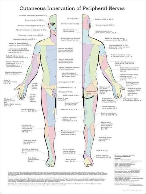 Cutaneous Innervation Of Peripheral Nerves Poster 24 X 32 Medical Chart