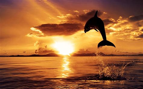 Free Dolphin Wallpapers For Desktop Wallpaper Cave