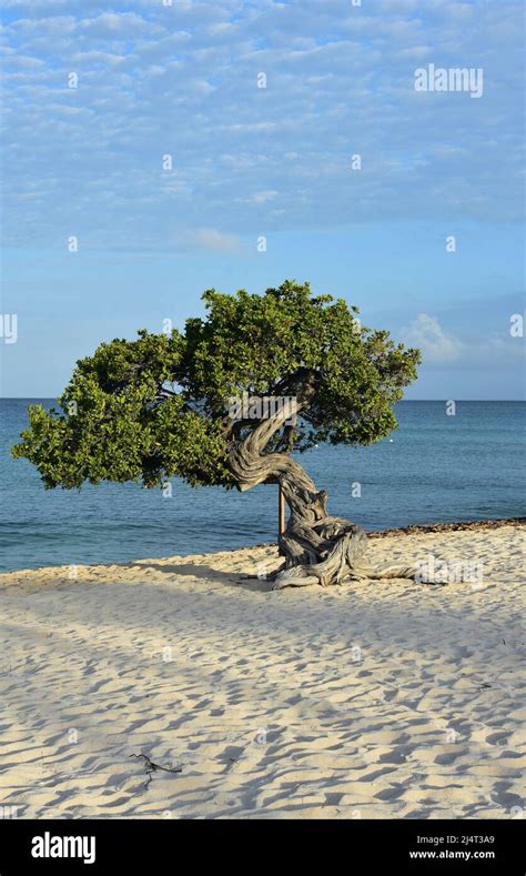 Wild Twisted Divi Tree On Eagle Beach In The White Sand Of Aruba Stock
