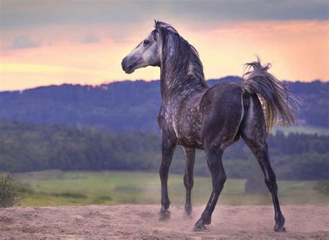 Barb Or Berber Horse One Of Three Most Ancient And Important Horse